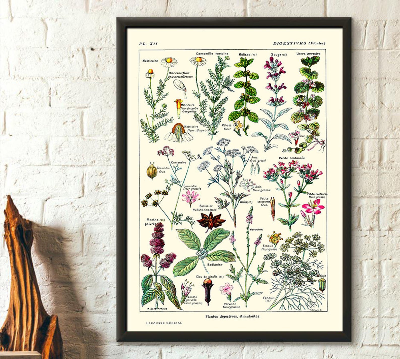 Ботаника хочет. Старинные Ботанические иллюстрации в интерьере. Ботанические плакаты. Ботанические постеры. Постер Ботаническая иллюстрация.