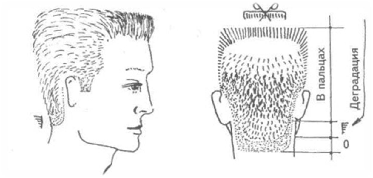 Мужская стрижка схема выполнения. Мужская стрижка Бобрик технология выполнения. Бобрик схема мужской стрижки стрижки. Схема стрижки канадка. Технология мужской стрижки Бобрик схема.