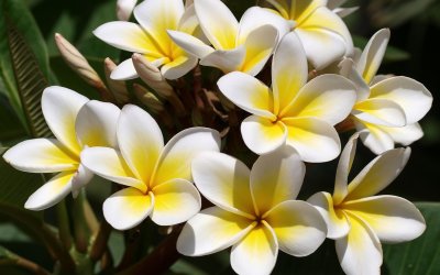 Цветы тайланда