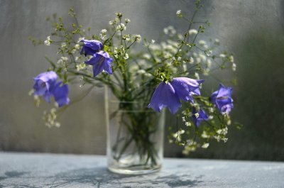 Колокольчики цветы