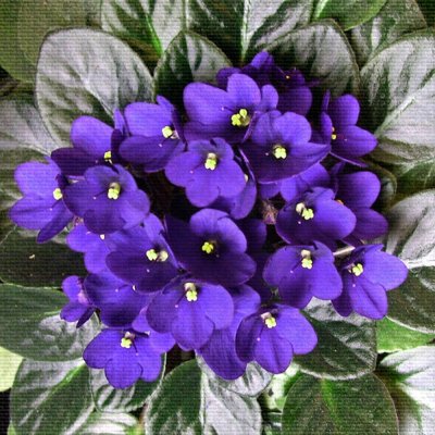 Комнатный цветок с фиолетовыми цветами