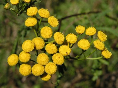 Цветок с желтыми цветами