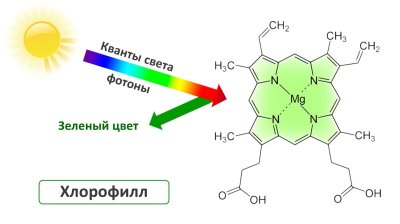 Хлорофиллы цветы
